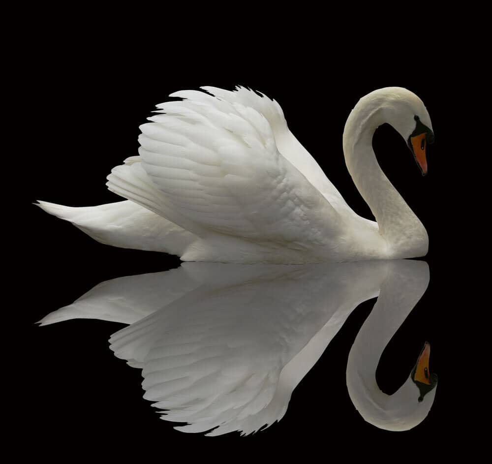 230201 Cygne reflet